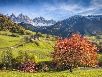Santa Maddalena, Wzgórza, Domy, Góry Dolomity, Włochy, Dolina Val di Funes, Drzewa
