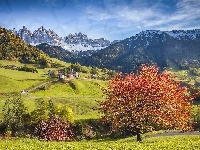 Santa Maddalena, Wzgórza, Domy, Góry Dolomity, Włochy, Dolina Val di Funes, Drzewa