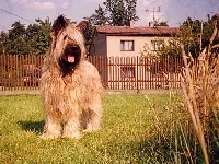 dom, Owczarek francuski Briard, płot