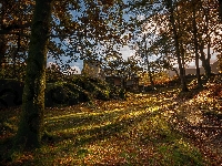 Wieża, Drzewa, Jesień, Ścieżka, Zamek, Park Narodowy Snowdonia, Walia, Dom, Dolbadarn Castle