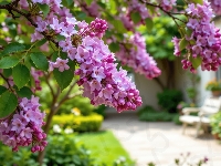 Kwiaty, Gałązki, Fioletowe, Dom