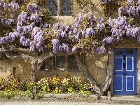 Kwiaty, Dom, Wisteria