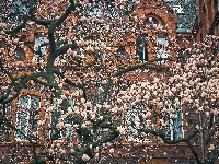 Dom, Magnolia, Wiosna