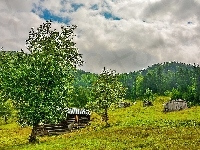 Las, Domki, Drzewa, Pola, Lato, Wieś, Domy