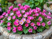 Donica, Kwiaty, Różowe