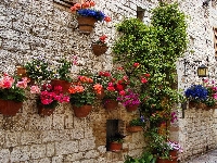 Petunie, Dom, Begonia, Donice, Kwiaty, Ściana, Pelargonie