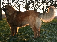 Dorosły, Leonberger