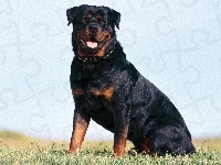 Dorosły, Rottweiler