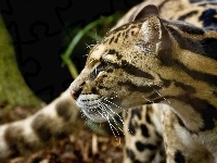 Drapieżny, Ocelot