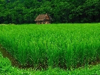Drewniany, Uprawy, Las, Liściasty, Domek