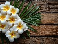 Kwiat, Ręcznik, Plumeria, Drewno Kwiat, Liść