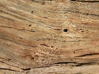 Drewno, Sęki