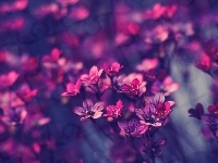 Purpurowe, Drobne, Kwiatki
