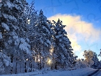 Droga, Drzewa, Chmury, Zima