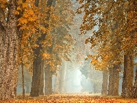 Kasztanowce, Park, Jesień, Droga, Mgła, Drzewa