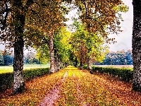 Droga, Jesień, Drzewa, Liście
