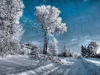 Śnieg, Drzewa, Droga, Zima