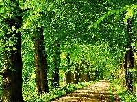 Drzewa, Droga, Park