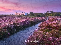 Droga, Kwiaty, Wrzosowisko, Wrzosy, Domy, Hrabstwo Suffolk, Anglia, Drzewa, Dunwich