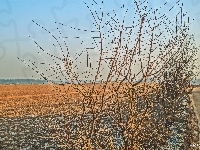 Droga, Pole, Krzewy HDR