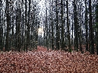 Droga, Jesień, Las, Blask