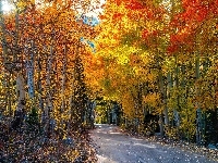 Droga, Jesień, Las, Drzewa