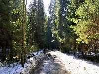 Droga, Śnieg, Leśna, Drzewa