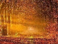 Droga, Jesień, Drzewa, Las, Promienie Słońca
