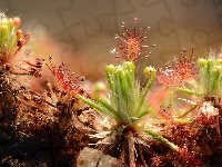 Drosera, Rosiczka