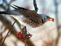 Śpiewak, Drozd, Jarzębina