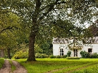Dróżka, Biały, Domek, Drzewa
