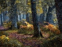 Dróżka, Las, Drzewa, Jesień