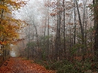 Dróżka, Jesieni, Liście, Krajobraz, Drzewa, Kolorowe