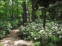 Las, Dróżka, Rododendrony