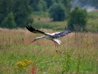 Drzewa, Bocian, Łąka, Krzewy