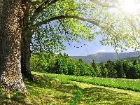Łąka, Drzewa, Las