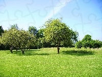 Łąka, Drzewa, Niebo