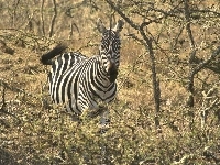 drzewa, Zebra, akacja, gałęzie