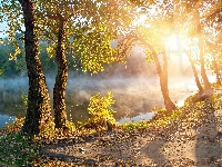 Drzewa, Mgła, Bagna
