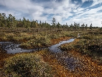 Drzewa, Rośliny, Bagna
