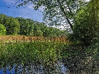 Drzewa, Trzciny, Bagna