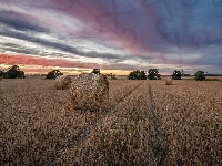 Bele, Pole, Słoma, Drzewa