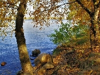 Drzewa, Jezioro, Brzeg, Głazy