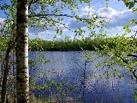Brzozy, Drzewa, Jezioro