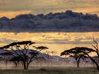 Chmura, Drzewa, Tanzania