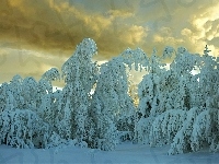 Śnieg, Chmury, Drzewa, Zima