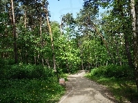 Drzewa, Park, Ścieżka, Zieleń