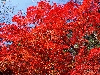 Czerwone, Drzewa, Li�cie