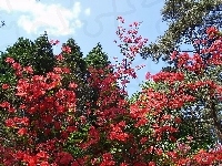 Czerwony, Drzewa, Rododendron