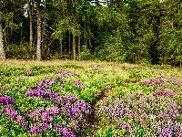 Drzewa, Anglia, Las, Ścieżka, Park Narodowy Peak District, Derbyshire, Wrzosowisko